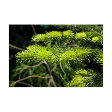 Load image into Gallery viewer, Nativilis Cypress Essential Oil (Cupressus sempervirens) - 100% Natural - 10ml - (GC/MS Tested) - Plant
