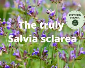 Nativilis Organic Clary Sage Essential Oil (Salvia sclarea) - 100% Natural - 30ml - (GC/MS Tested)